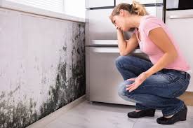 Professional Mold Remediation in Waltham, MA