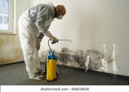 Best Basement Mold Removal  in Waltham, MA